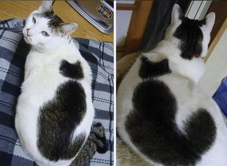 Котики с удивительным окрасом шерсти