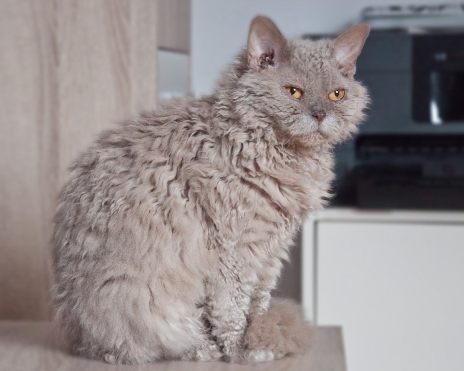 Кошка Силкин рекс