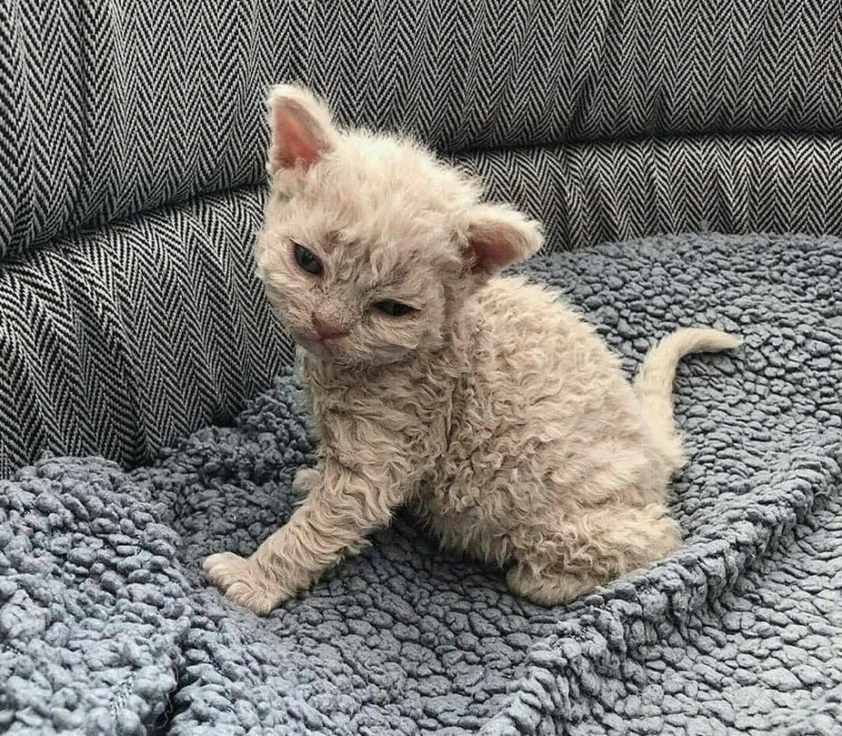 Кот Селкирк рекс