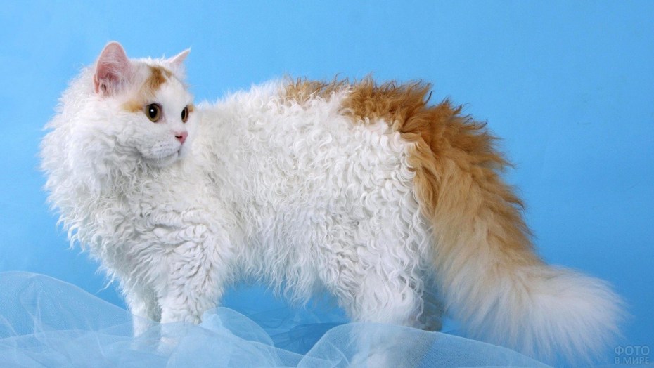 Коты Селкирк рекс