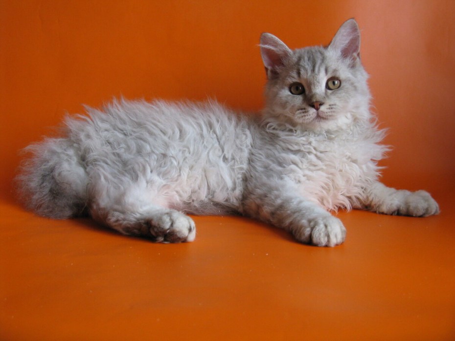 Кошка Селкирк рекс