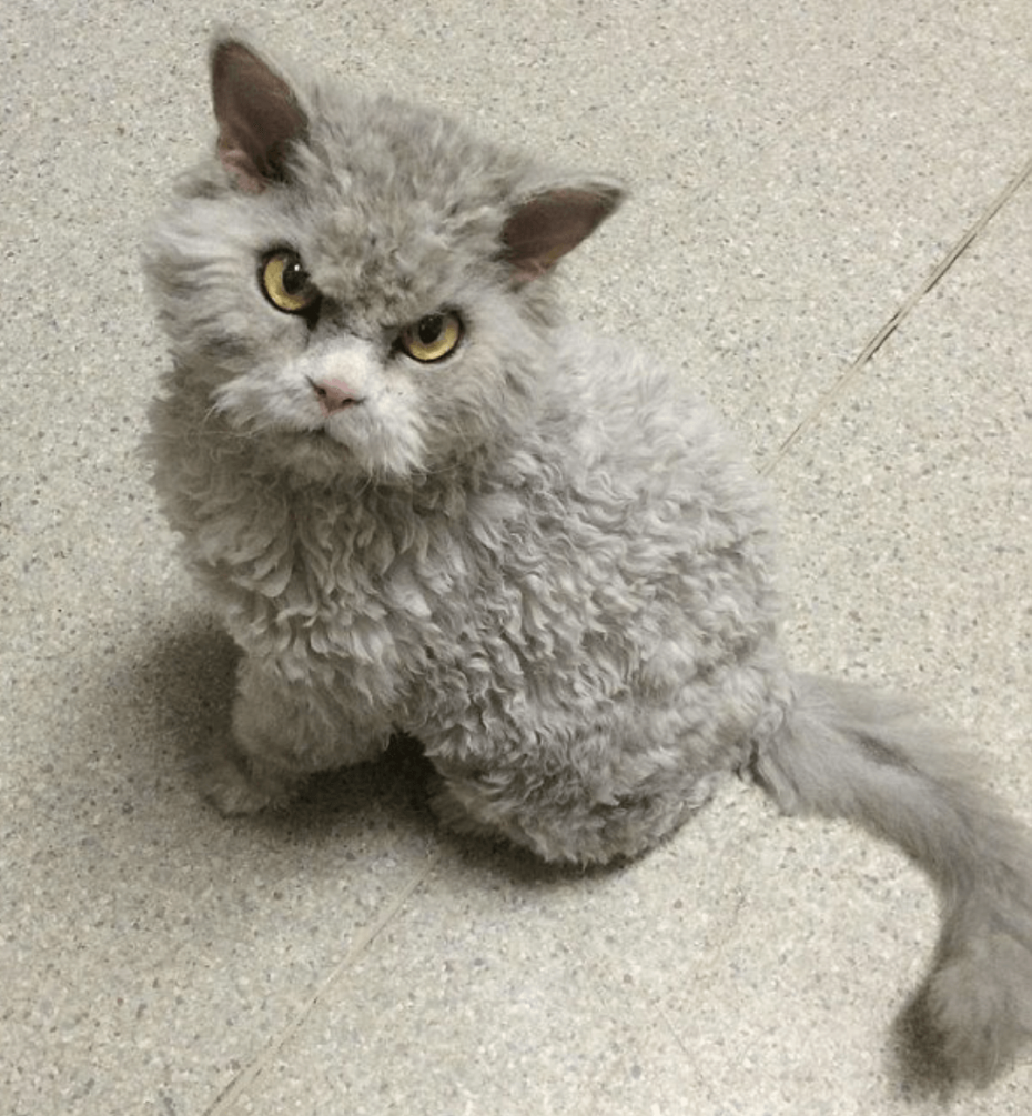 Коты Селкирк рекс