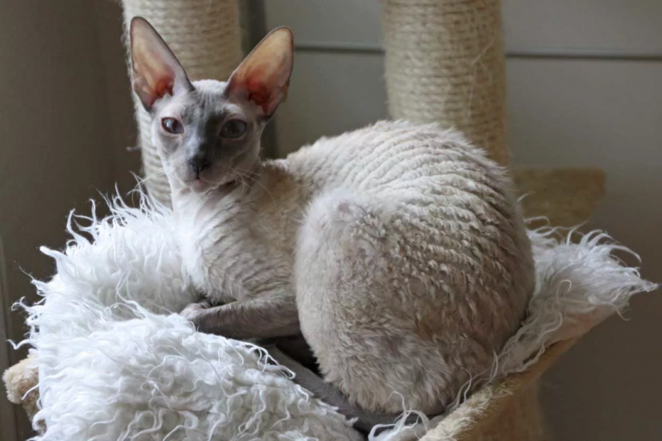 Корниш рекс кошка