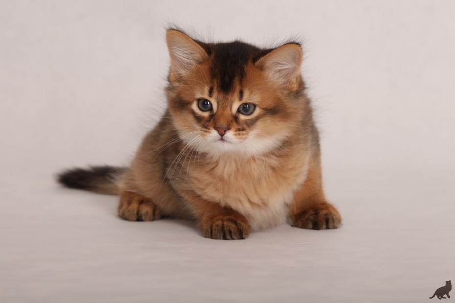 Кот породы Сомали