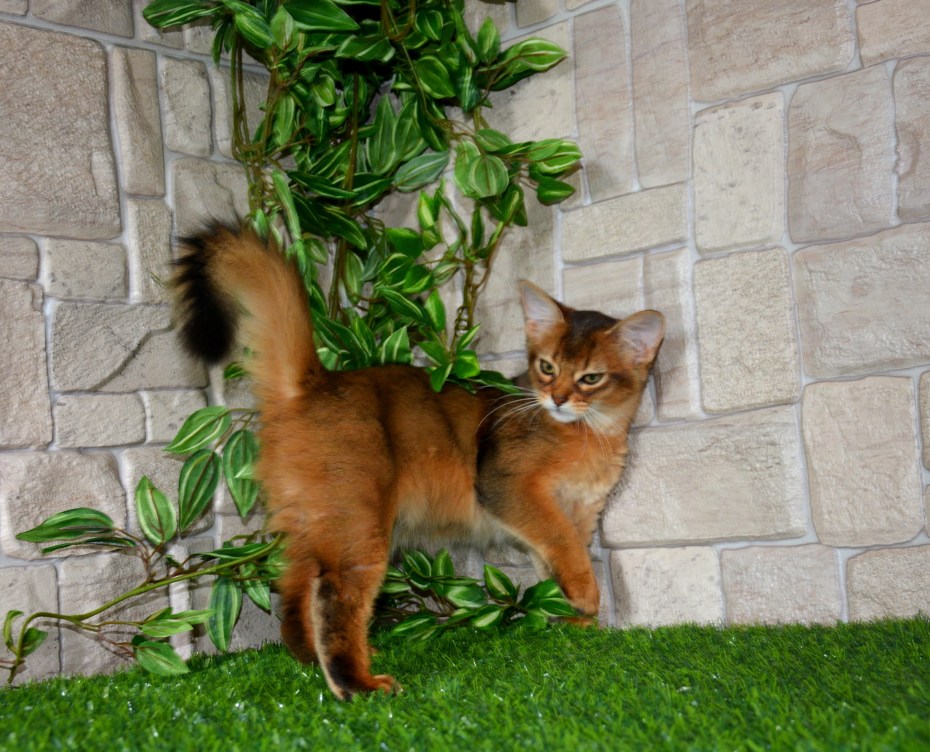 Котята сомалийской породы