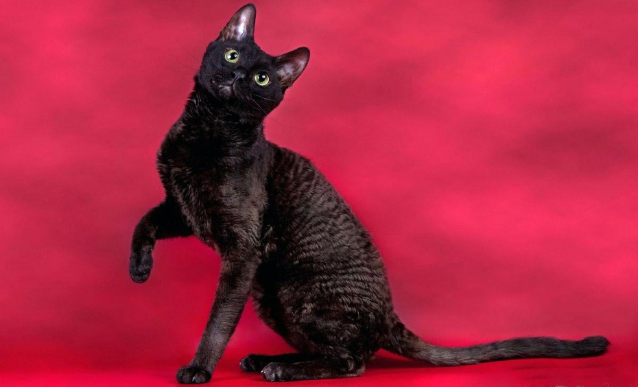 Сиамская кошка белая