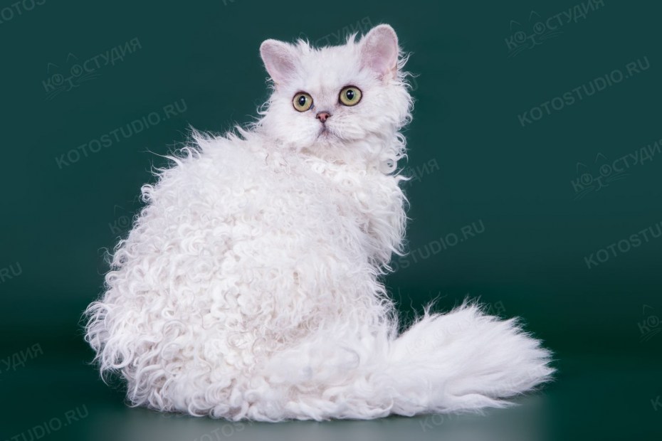Белый линяющий кот