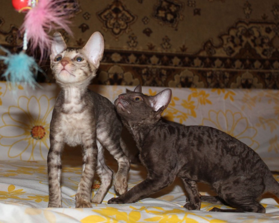Кошка с каракулевой шерстью