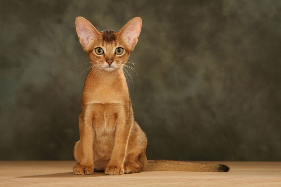 Кошки которые не линяют