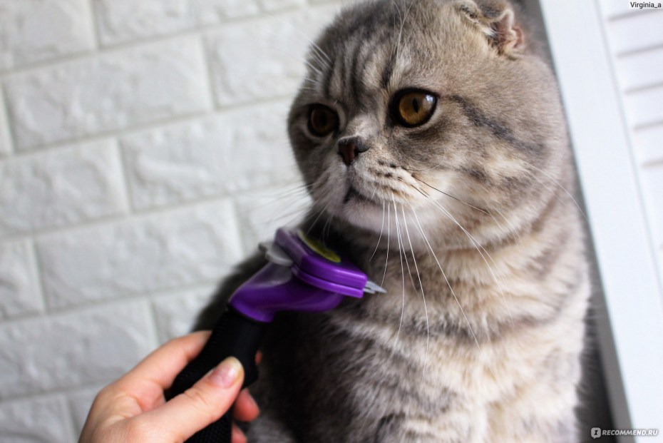 Породы кошек которые не линяют кроме сфинкса