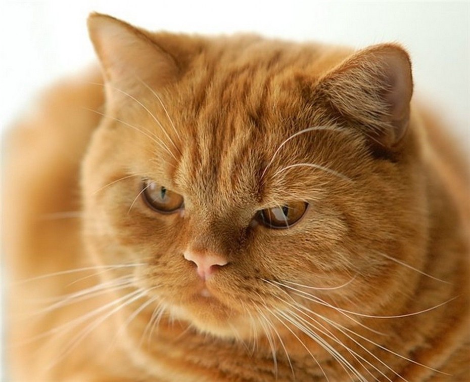 Британский короткошерстный кот рыжий