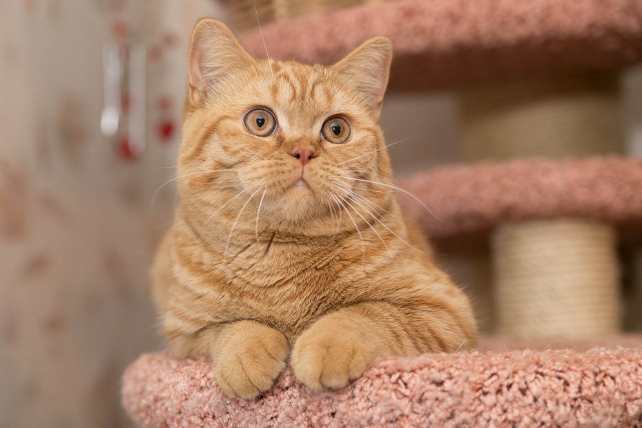 Британский короткошерстный кот рыжий