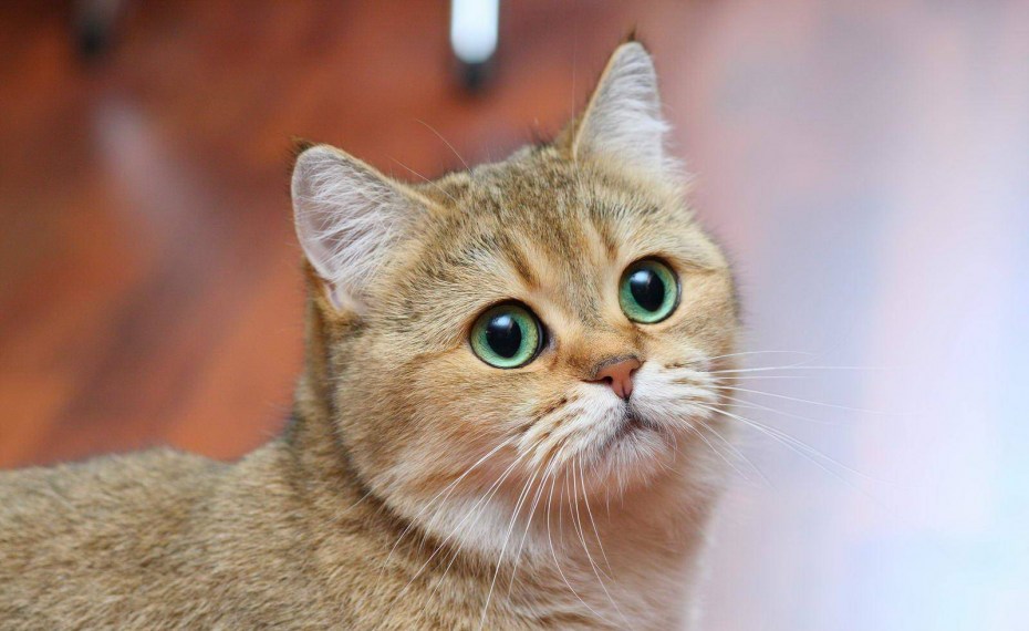 British Shorthair Cat Золотая