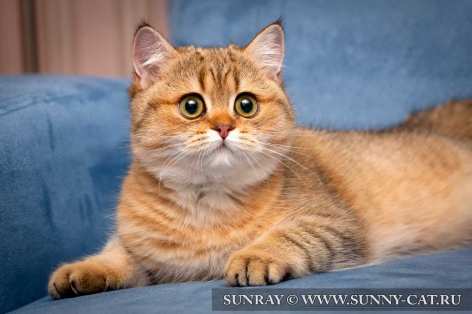 Британский кот Золотая шиншилла