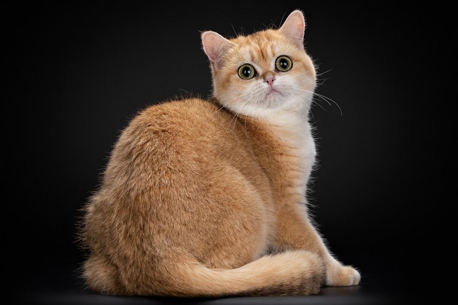 Кот британец рыжий