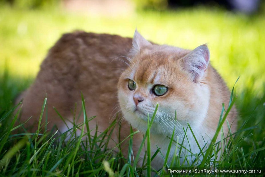 Рыжий и серый британский кот