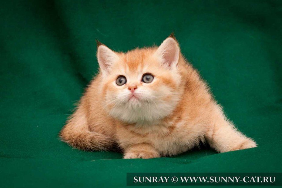 Красивые коты