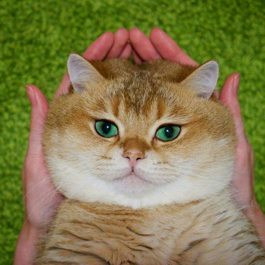 Британская короткошерстная рыжая