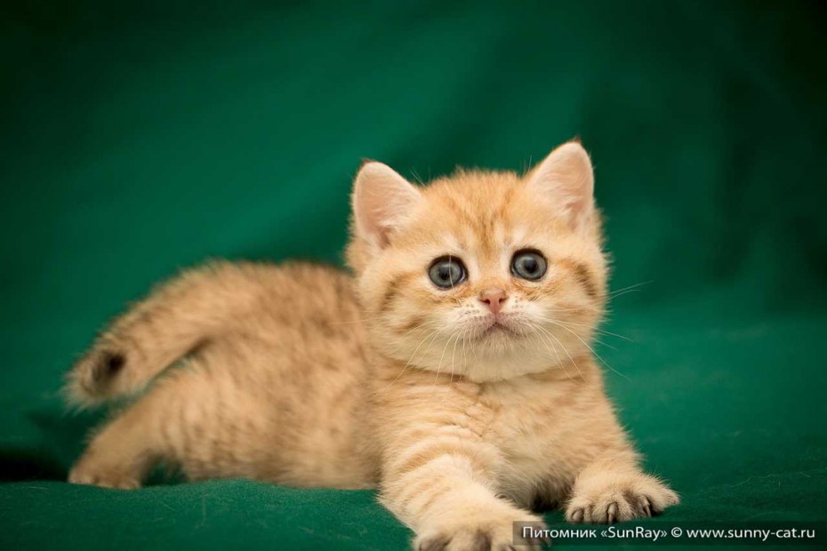 Маленький рыжий британский котенок