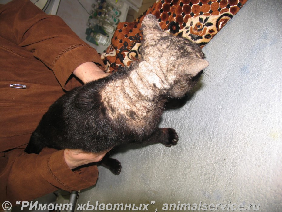 Плохая кошка
