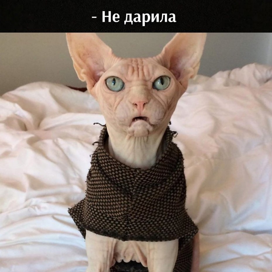 Странные породы котов