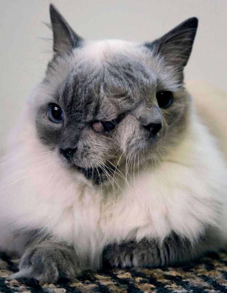 Двуликий кот Фрэнк и Луи