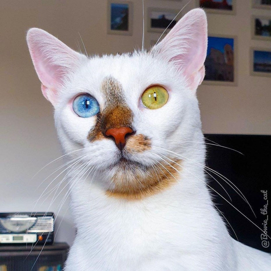 Необычные расцветки кошек