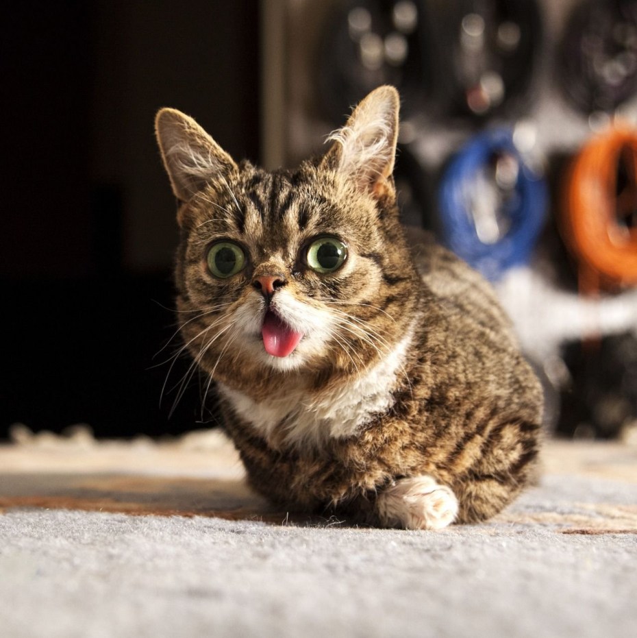 Необычные котята