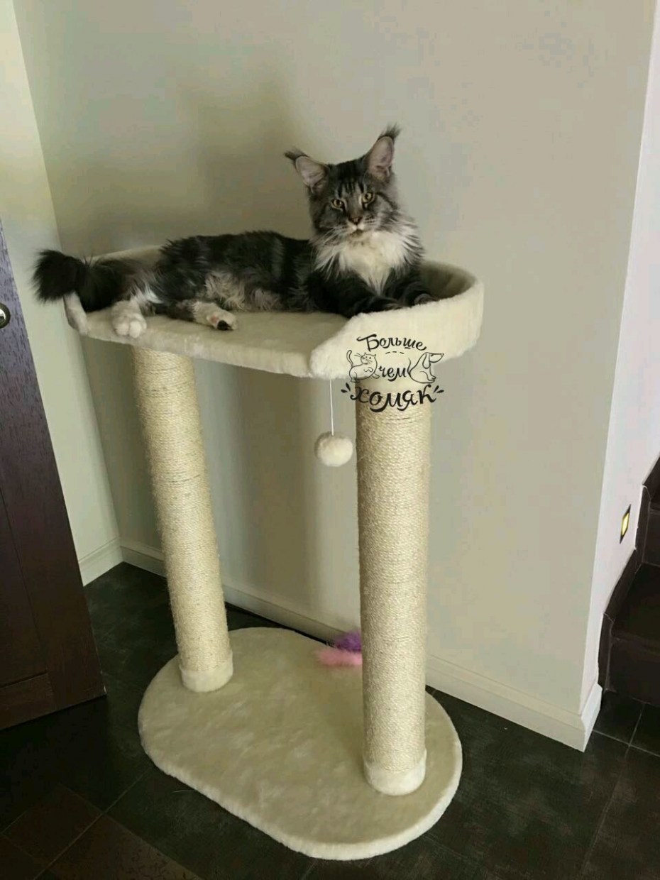 Когтеточка для кота своими руками из подручных материалов