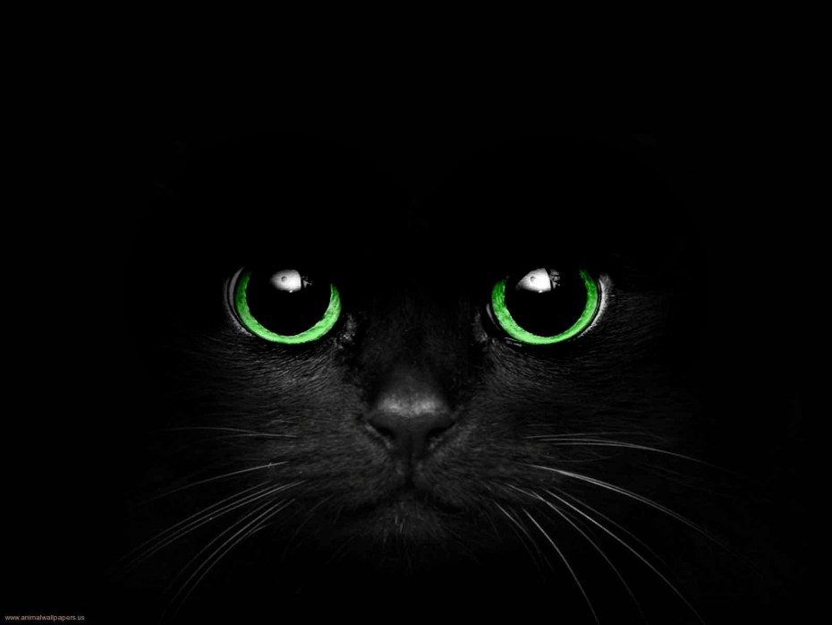 Чёрный котёнок с зелёными глазами