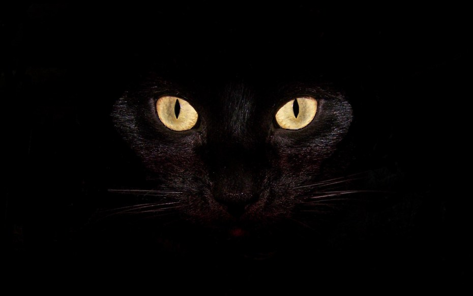 Чёрный кот