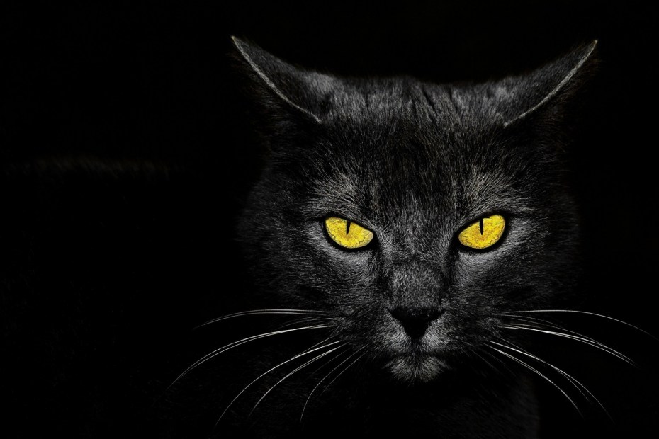 Чёрный кот