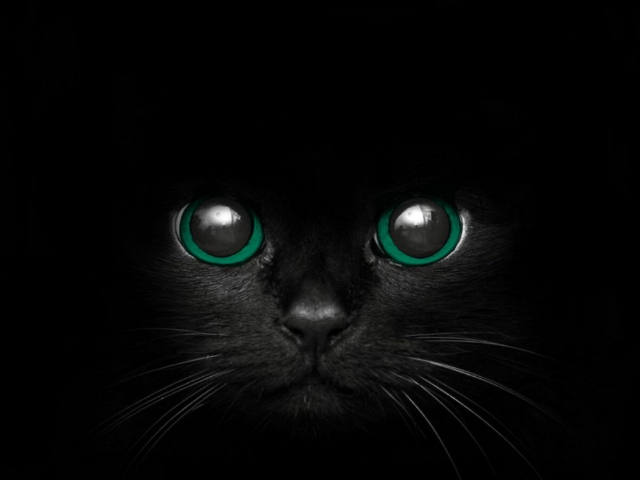 Чёрные коты с зелёными глазами