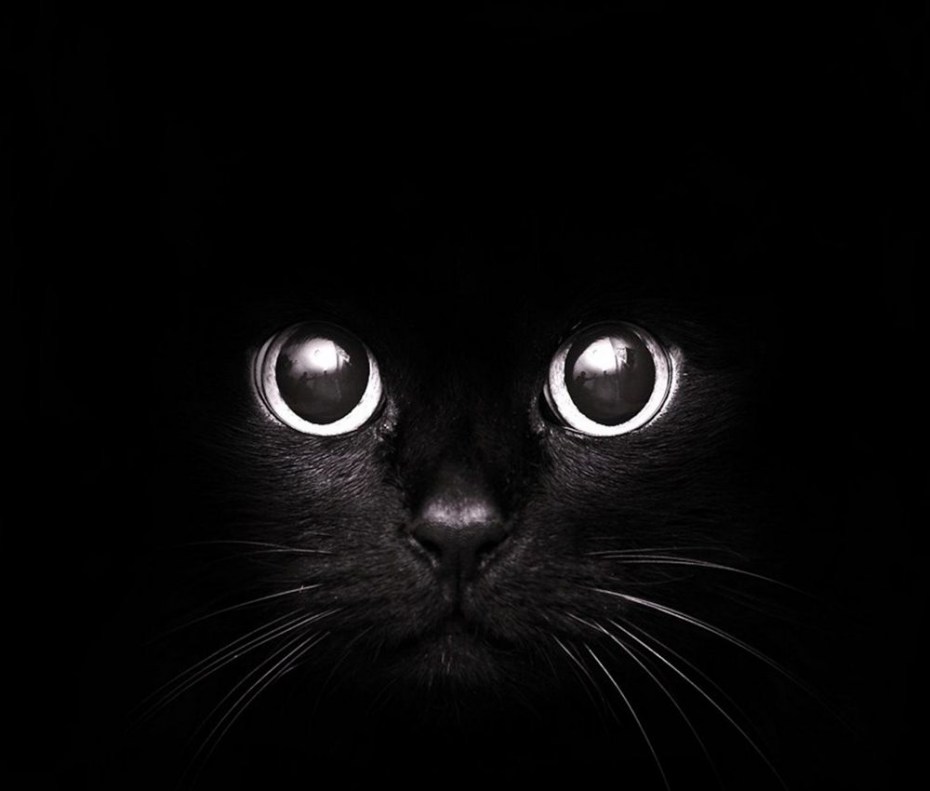 Кот с черными глазами