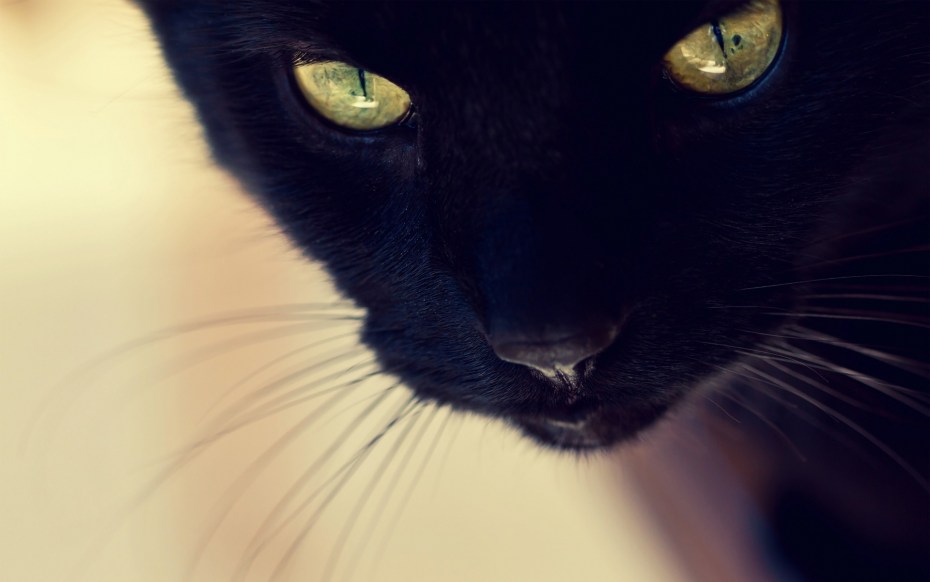 Черная кошка