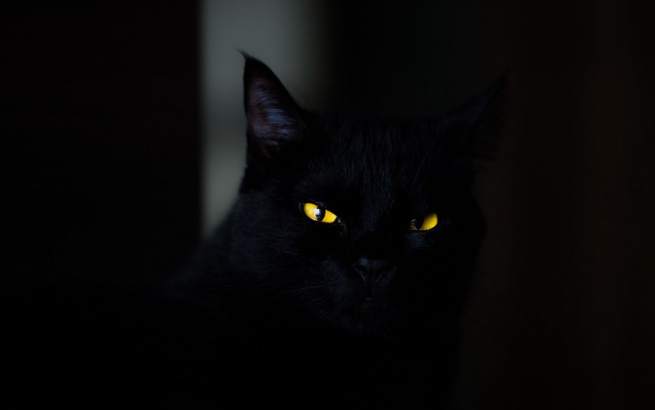 Черная кошка с желтыми глазами