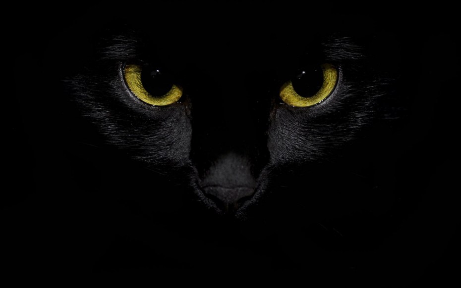 Черная кошка