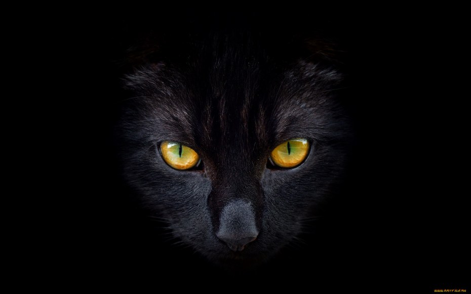 Черная кошка
