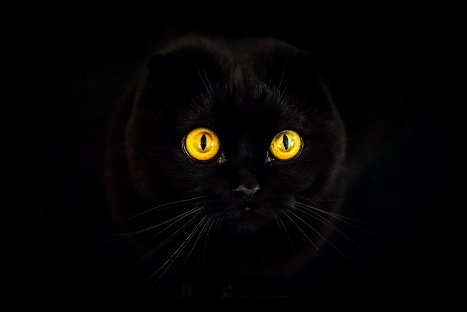 Чёрный кот