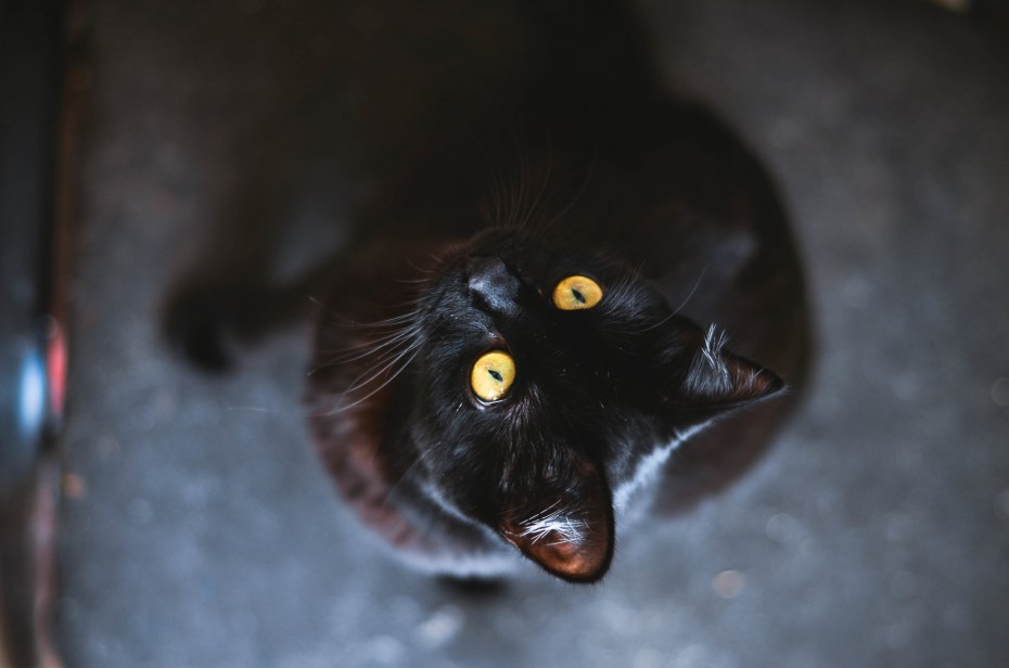 Черная зеленоглазая кошка