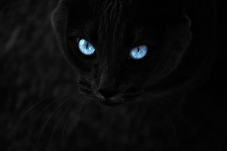 Чёрная кошка с голубыми глазами