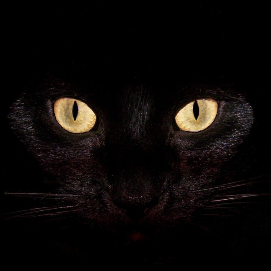 Чёрный кот