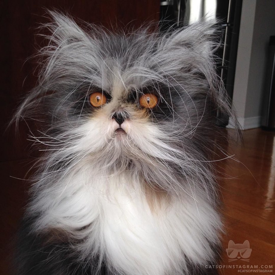 Злая кошка