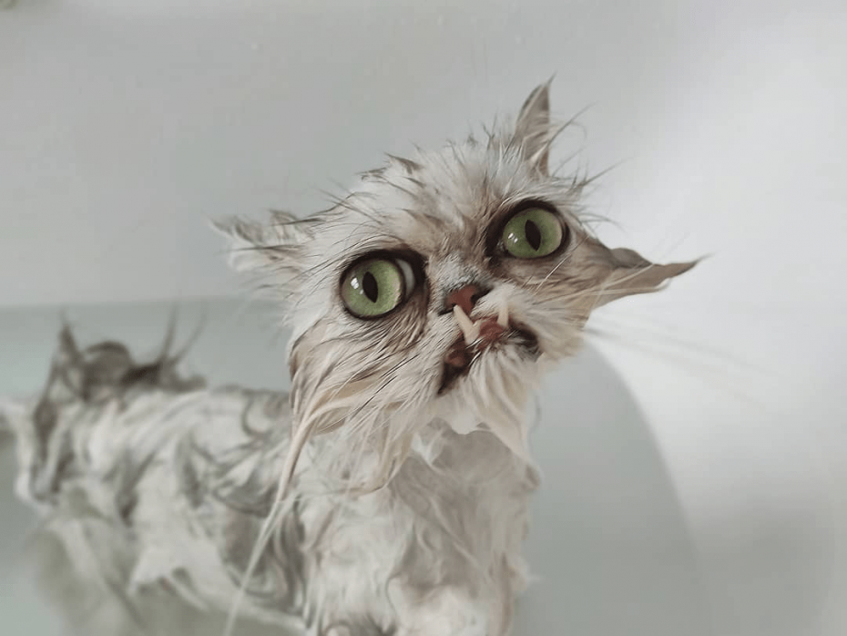 Персидский кот Уилфред
