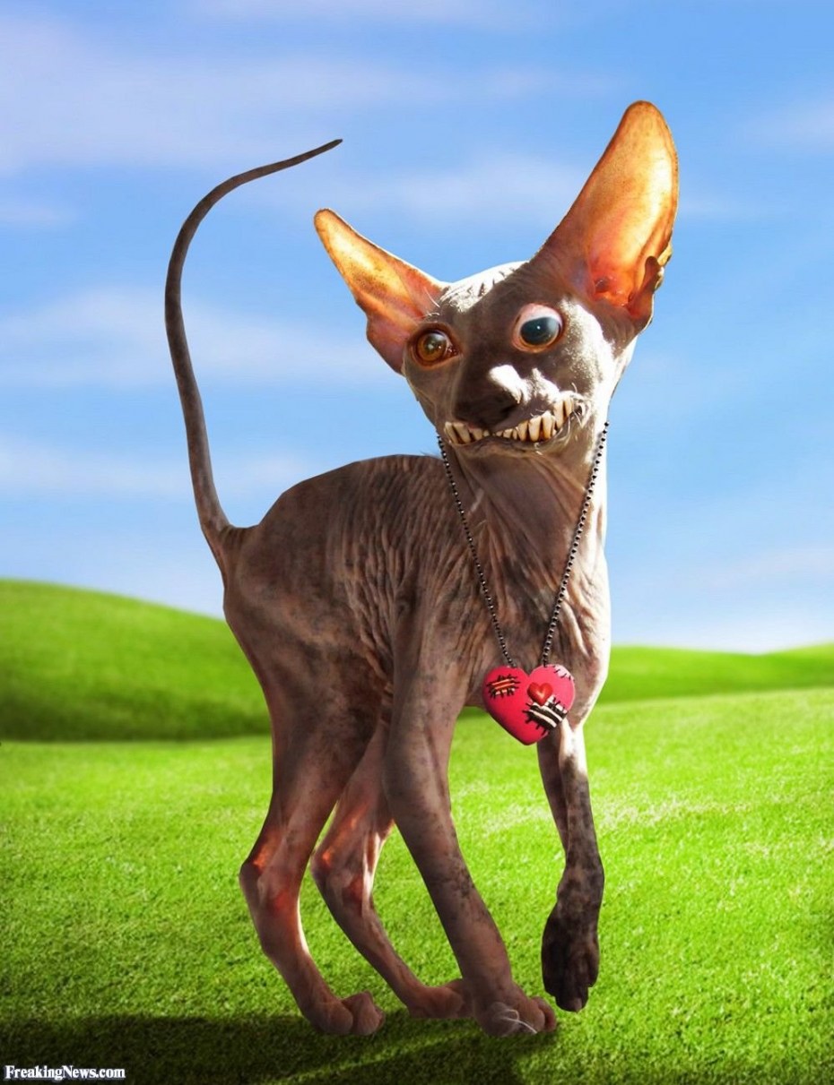 Уилфред Уорриор кот