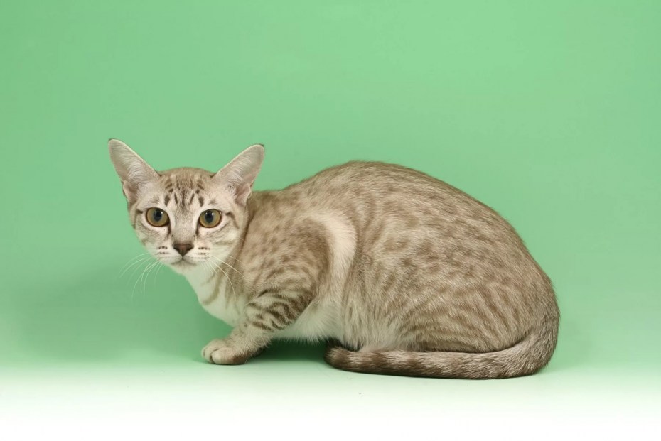Азиатская табби кошка