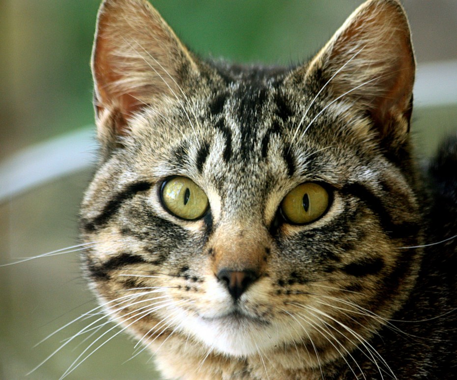 Silver tabby Cat