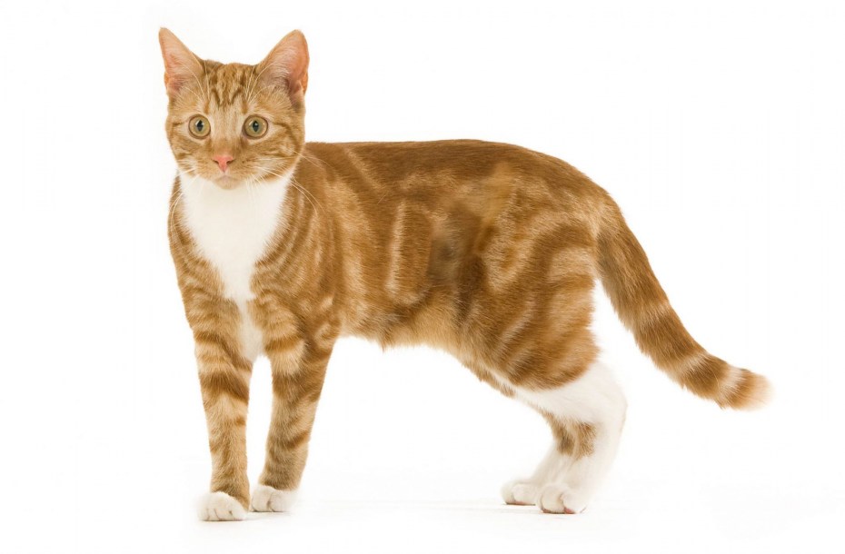 Кошка Classic tabby