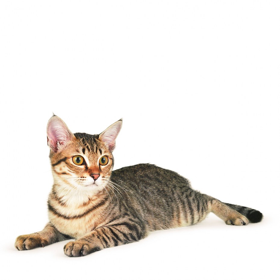Азиатский табель кошка