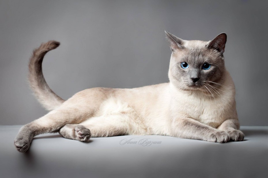 Тайская короткошерстная кошка
